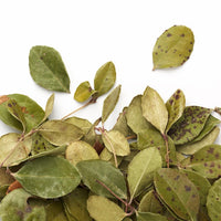 Camellia Sinensis - Wintergreen (20g)